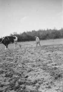 Dobiener Bauer beim Pflügen - um 1955