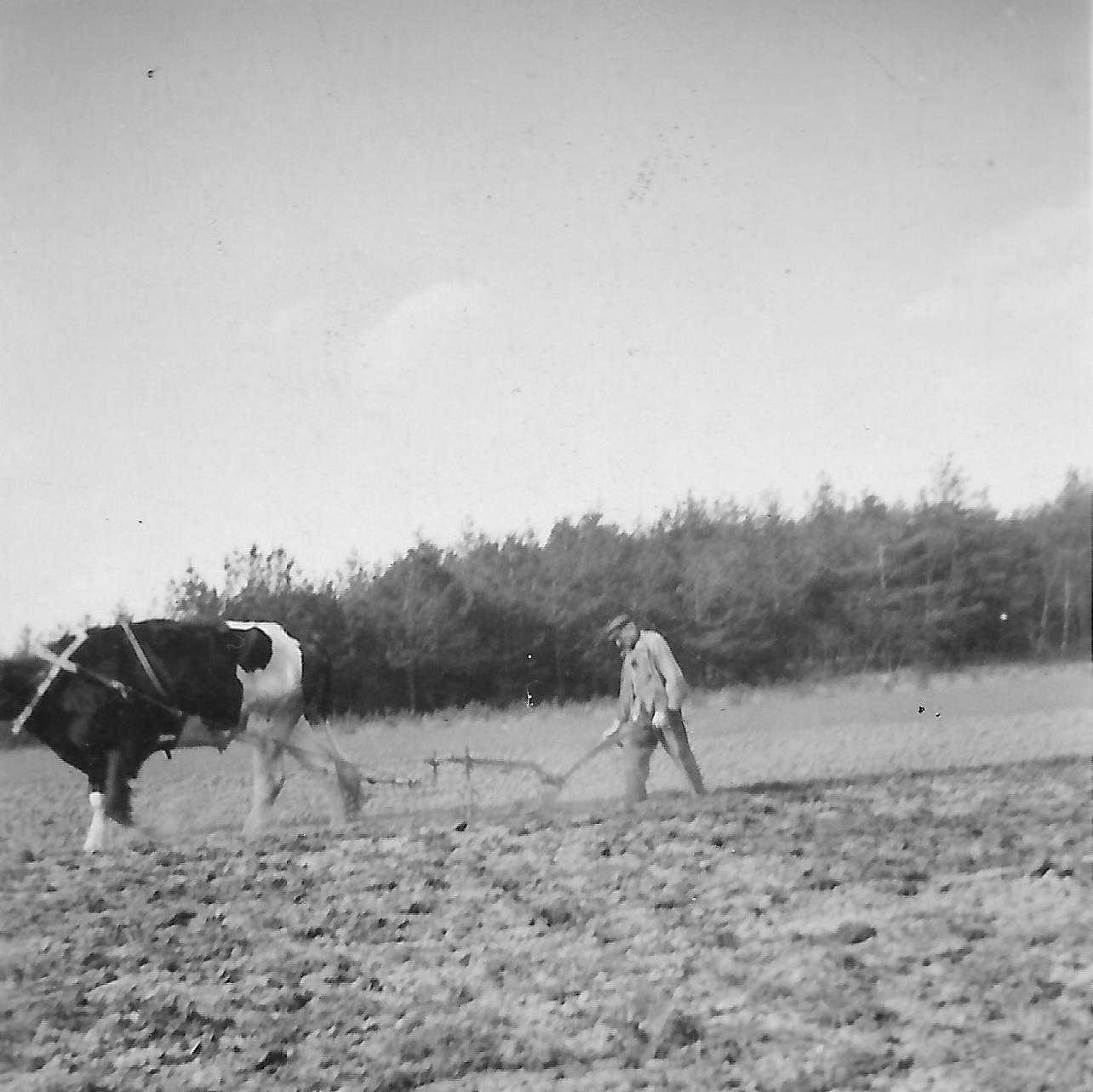 Dobiener Bauer beim Pflügen - um 1955